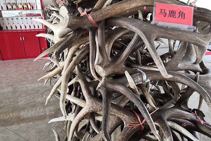 新疆昌吉華盛商貿鹿角